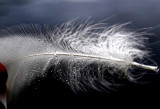 Pluie....doctobre