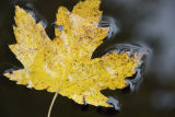 Golden Maple Leaf