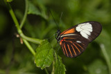 butterflies_and_insects