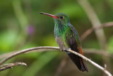 Rufous-tailed hummer_5671