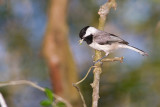 Carolina Chickadee IMG_9445.jpg