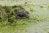 Alligator _1457