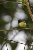 Common Tody Flycatcher 2018