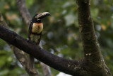 Collared Aracari_1446