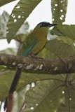 20070624 blue-crowned motmot 1751.jpg