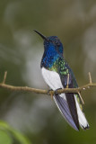 20070624_White necked jacobin 1679.jpg