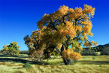 FallTree2006b.jpg