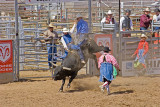 Bull1.jpg