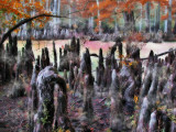 DPR_SpookySwampForest.jpg