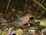 Haakbek / Pine Grosbeak