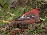 Haakbek / Pine Grosbeak