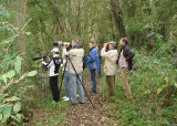 2006 Pallas boszanger / Pallas' Leaf Warbler