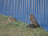 Ransuil / Long-eared Owl