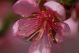 Peach Blossom.JPG