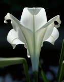 aa White lily vertical 11 x 14.jpg