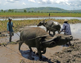 Water Buffalo plowing