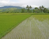  rice fields