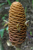 beehive ginger