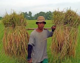 solo carry rice 01