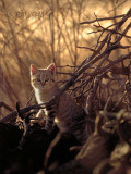 Young wild cat