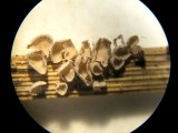 Calyptella capula on dead grass stem Bleasby Notts 13-4-2013.JPG