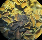 Xanthoriicola physciae on lichen X parietina CarltonWood Mar-13 HW.jpg