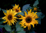 sunflowers in the evening