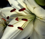 Asiatic Lily 2
