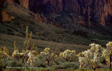 Desert Cactus ADJ.jpg