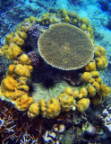 Coral reef at Phi Phi Le