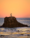 Malibu Creek State Beach pelican at sunset