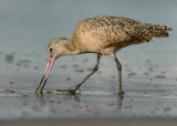 Marbled godwit at Santa Monica Beach