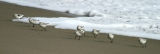 Sanderlings running