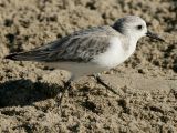 Sanderling