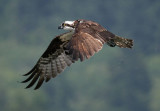 Osprey - Aug 2006 - IMG_2026.JPG