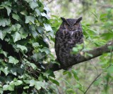 Great Horned in thick treed setting - img 8385.JPG