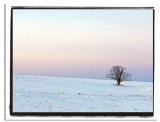 tree and lavender sky