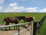 Horses