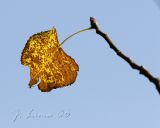 _MG_5595.jpg
