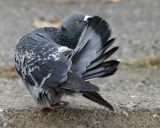 Wild Pigeon Preening