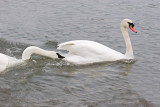 Trumpeter/Mute Swan