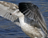 Great Black-Backed Gull