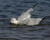 Ring-billed Gull Splashing