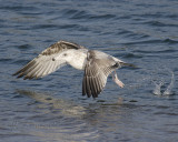 Ring-billed Gull Immature