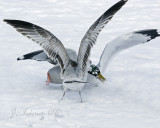 Mallard Gull Agression