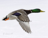 Male Mallard