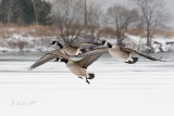 Canada Geese