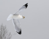 Ring-billed Gull Taking Snack