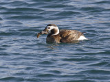Oldsquaw (Female)
