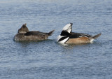 Hooded Merganser Resting